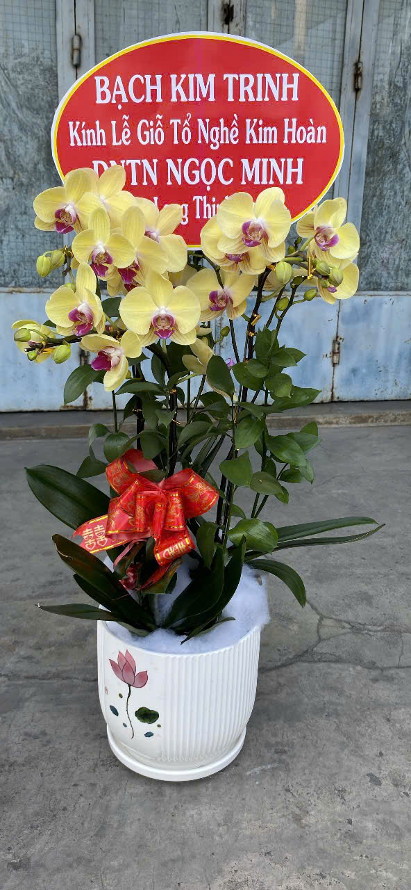 Chậu Lan Hồ Điệp Tone Mix Hiện Đại