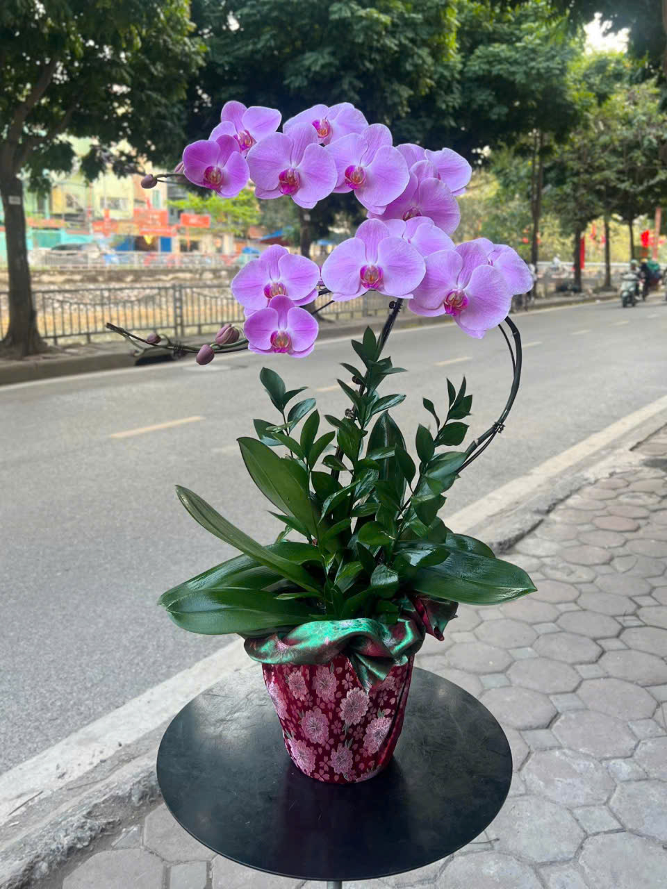 Chậu Lan Hồ Điệp Tone Xanh Tươi Mát