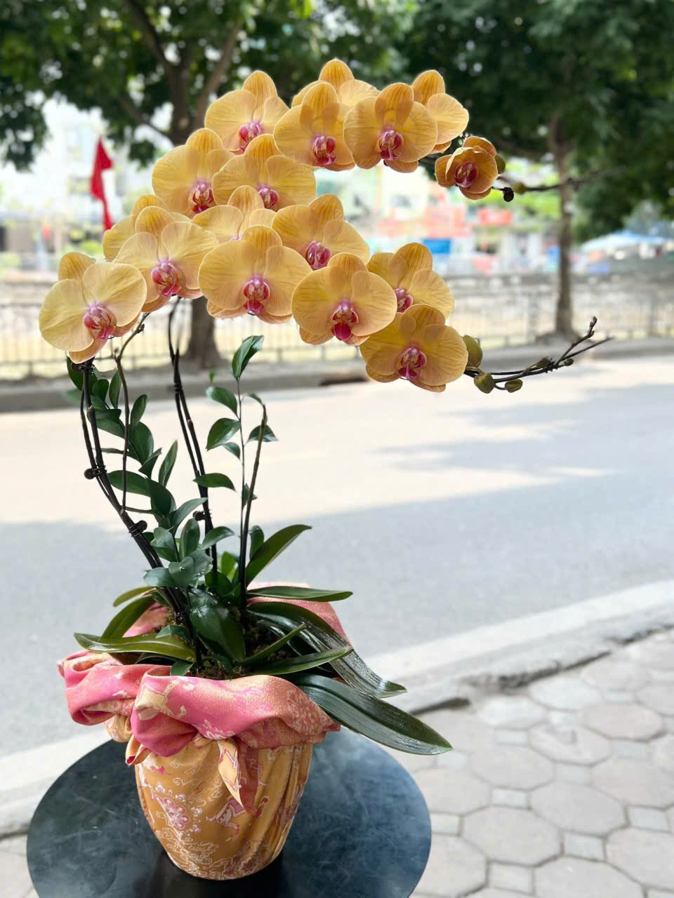 Chậu Lan Hồ Điệp Tone Vàng Rực Rỡ