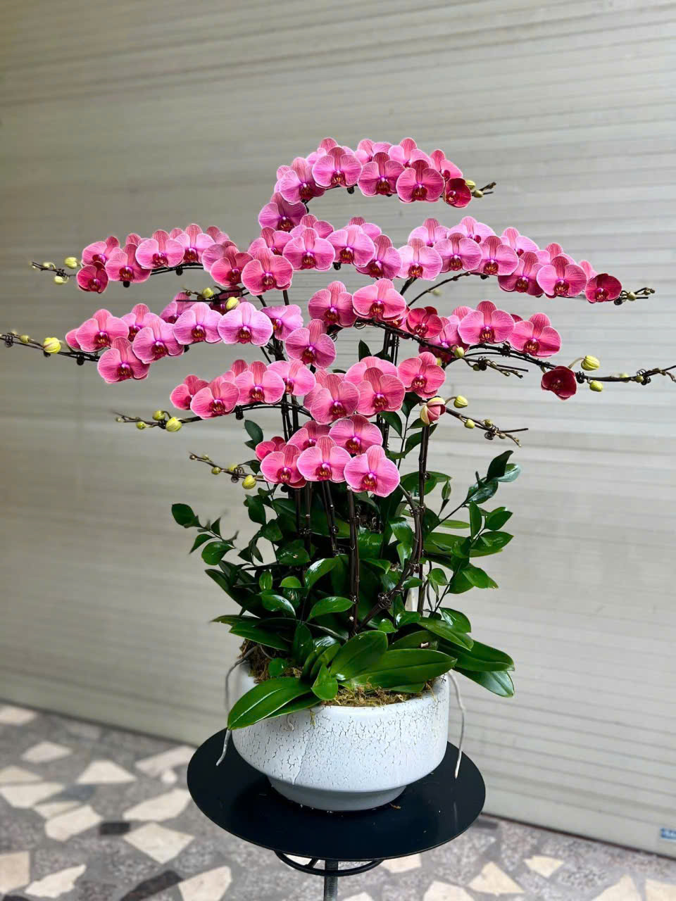 Chậu Lan Hồ Điệp Tone Đỏ Quyến Rũ
