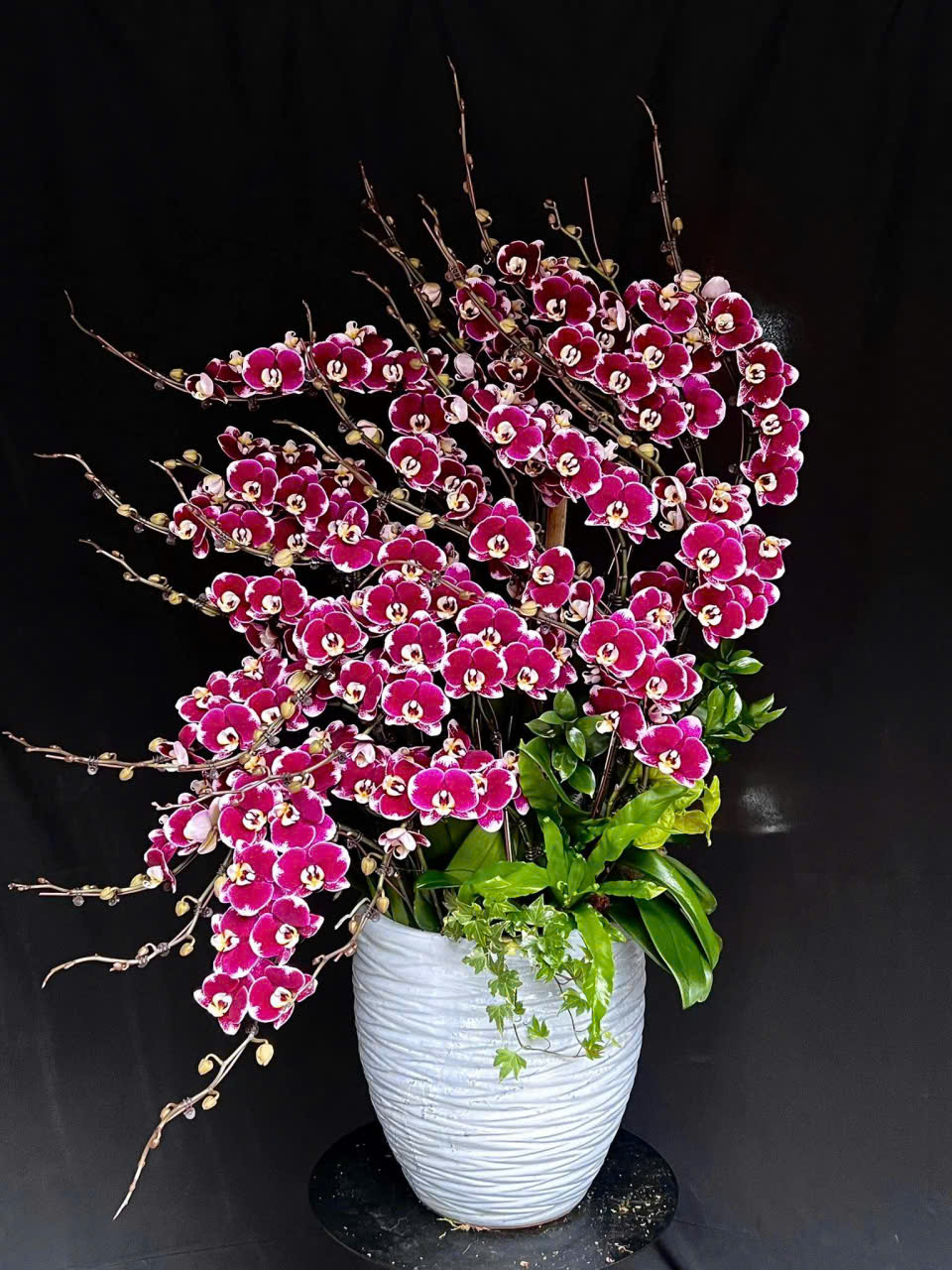Chậu Lan Hồ Điệp Tone Mix Hiện Đại
